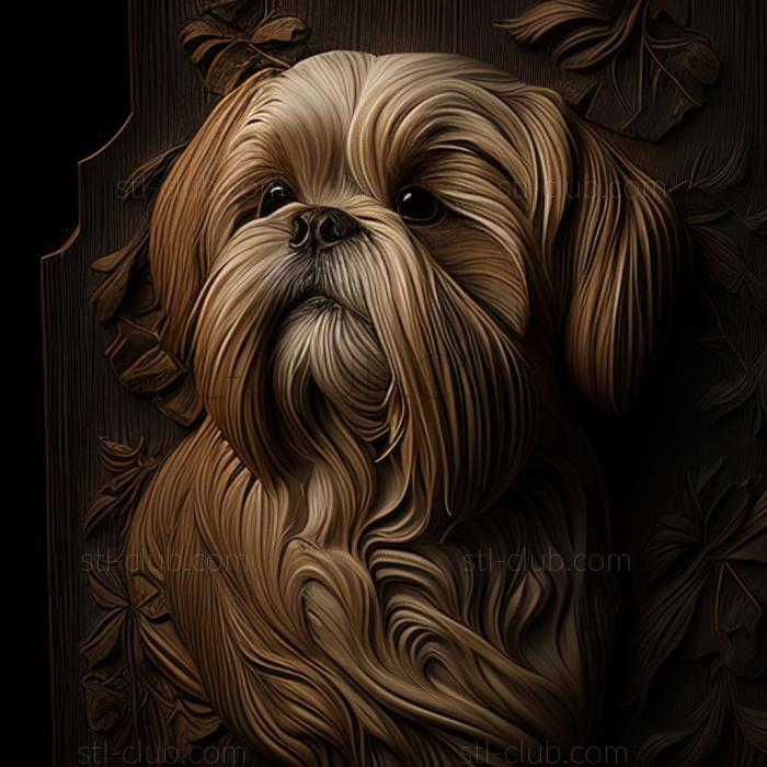 st Shih Tzu dog